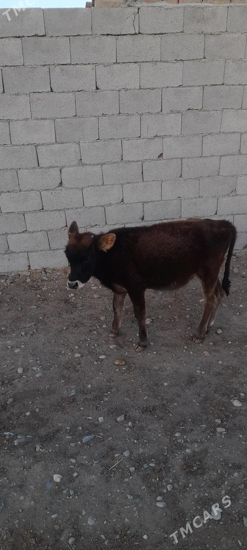 ökuz - Бахарден - img 2