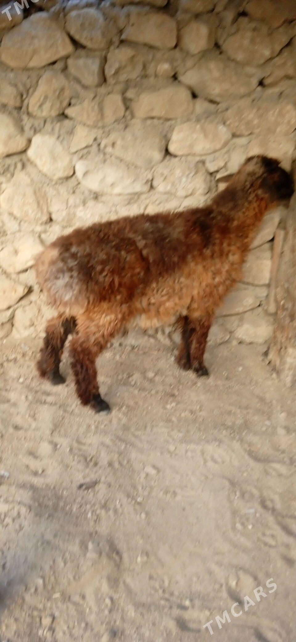 tokly - Джебел - img 1