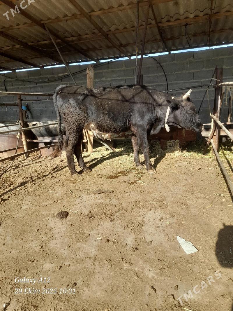 okuz - Bäherden - img 2