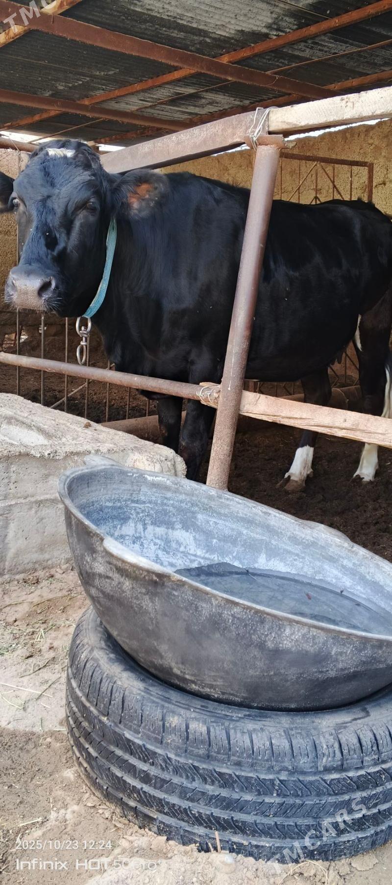 Boğaz Çornipiyostur tuwe - Aşgabat - img 3