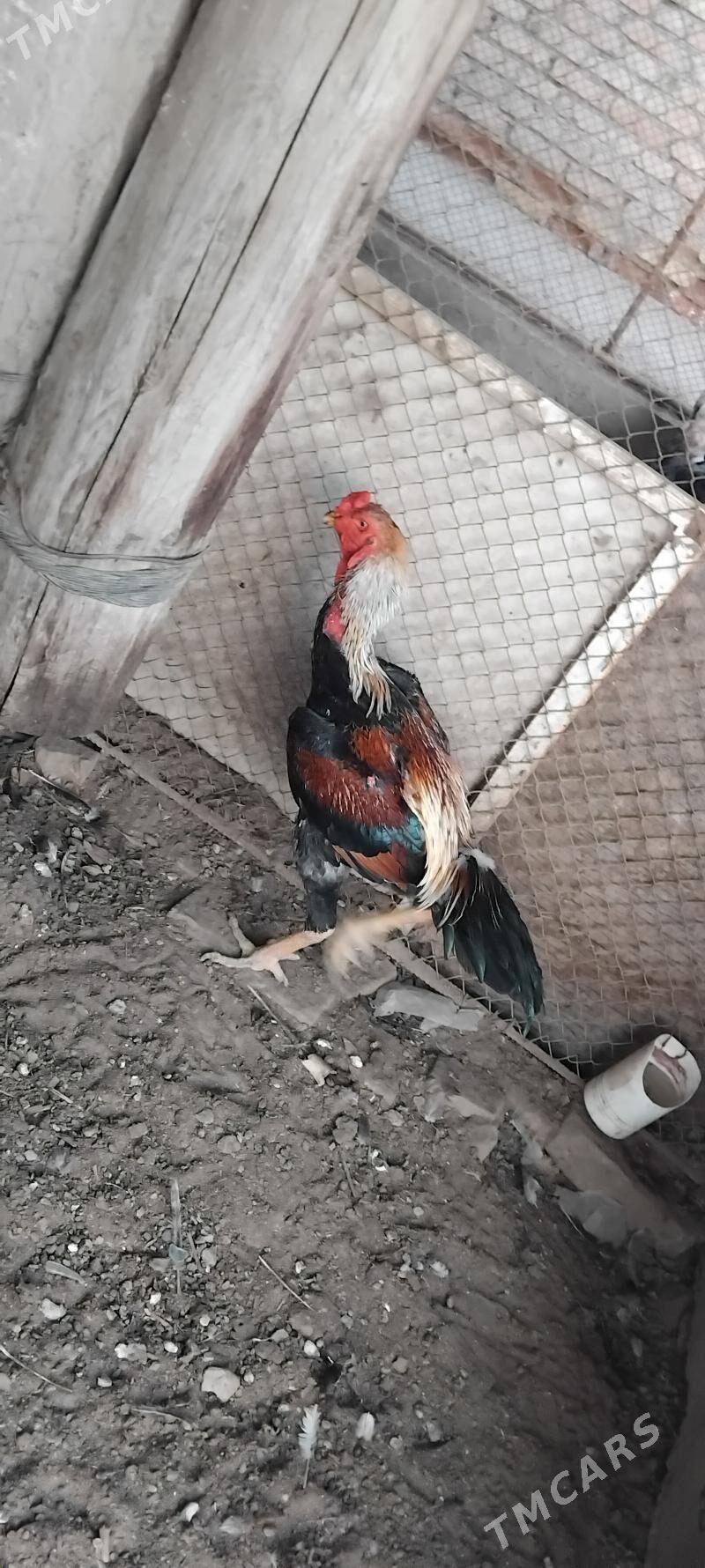 horaz - Чарджоу - img 1