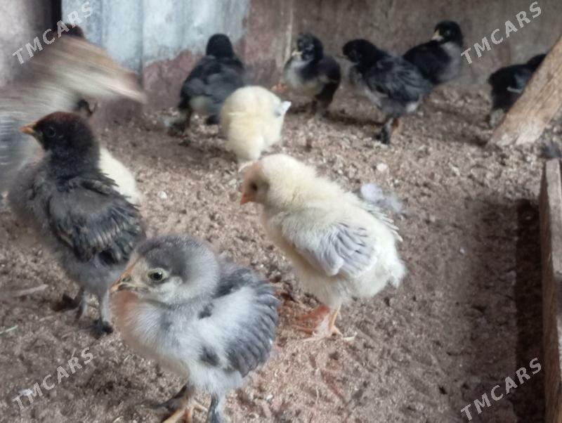 Troyka jujeler - Mary - img 8