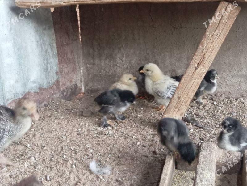 Troyka jujeler - Mary - img 5