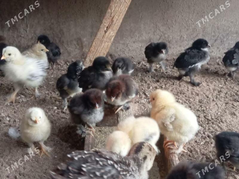 Troyka jujeler - Mary - img 3