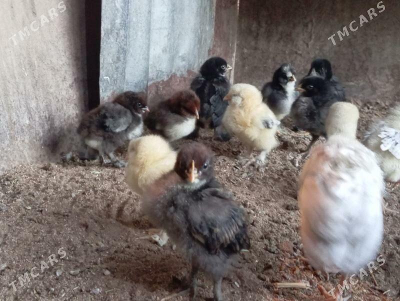 Troyka jujeler - Mary - img 7