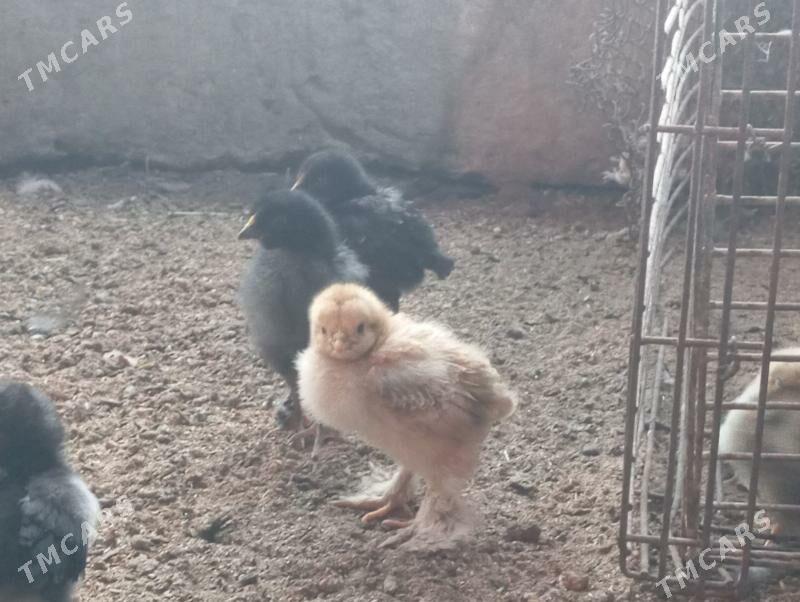 Troyka jujeler - Mary - img 6