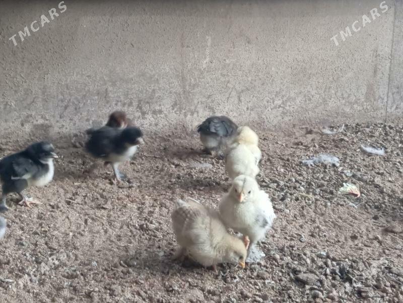 Troyka jujeler - Mary - img 9