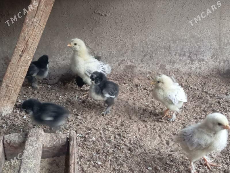 Troyka jujeler - Mary - img 1