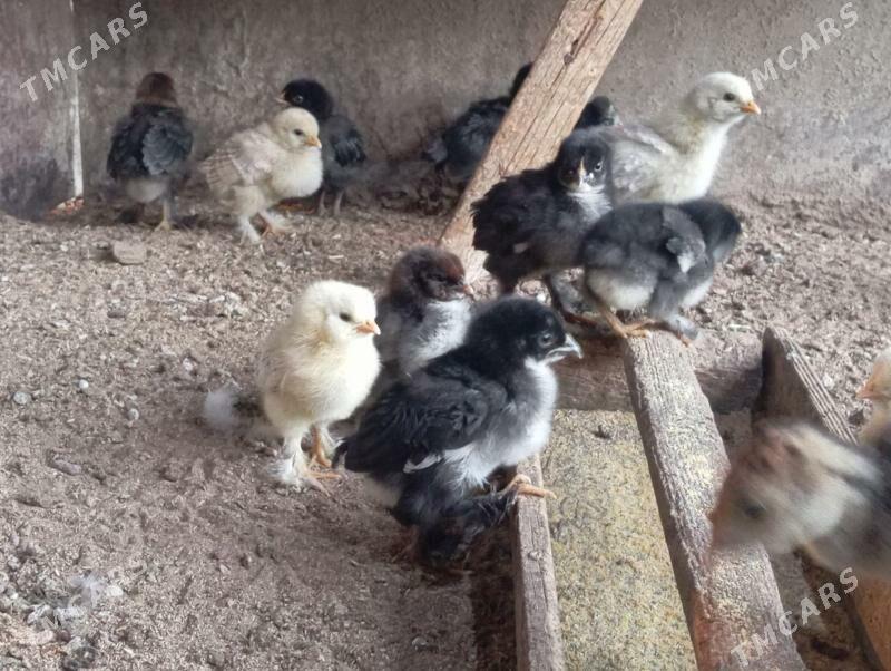 Troyka jujeler - Mary - img 2