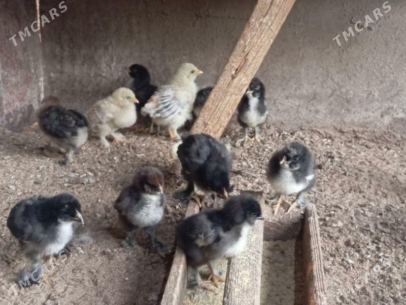 Troyka jujeler - Mary - img 4