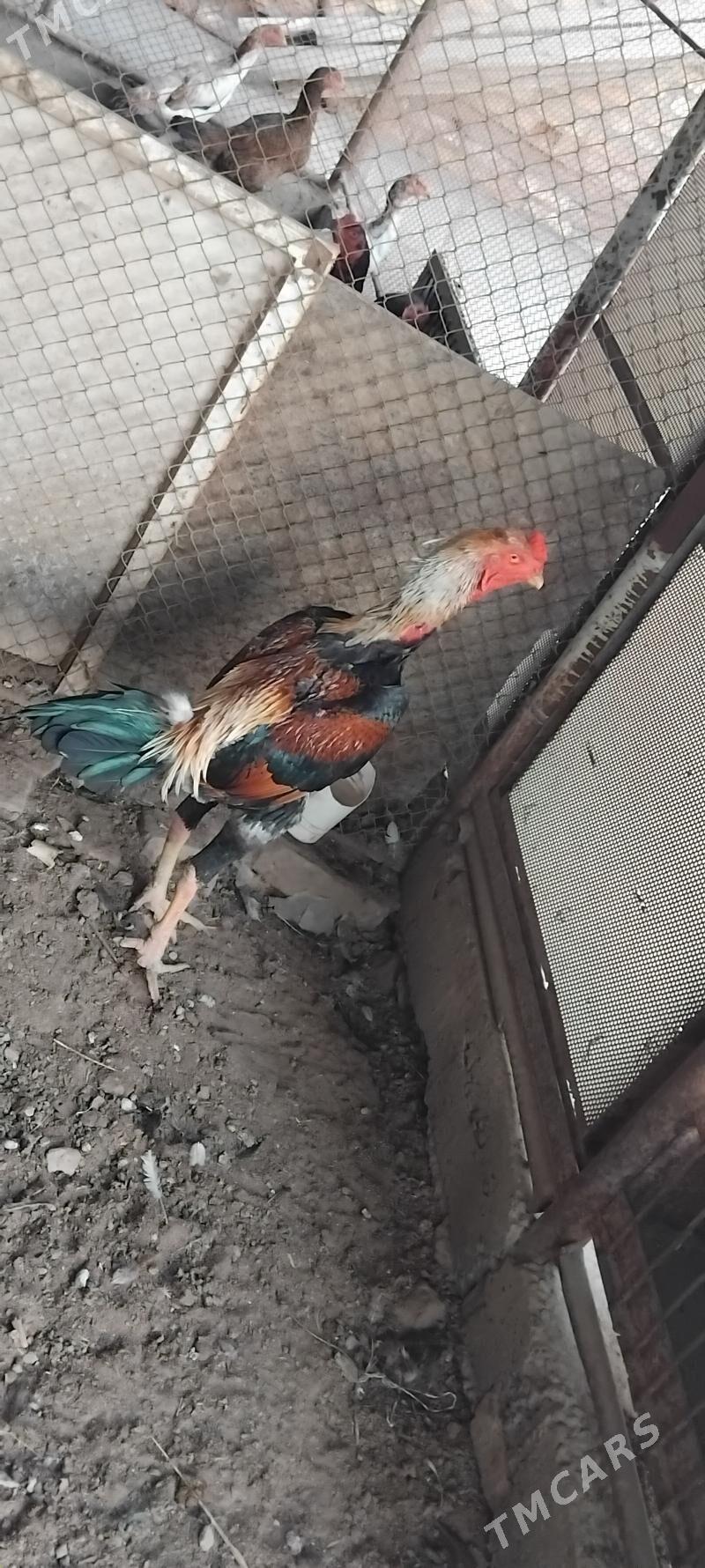 horaz - Çärjew - img 2