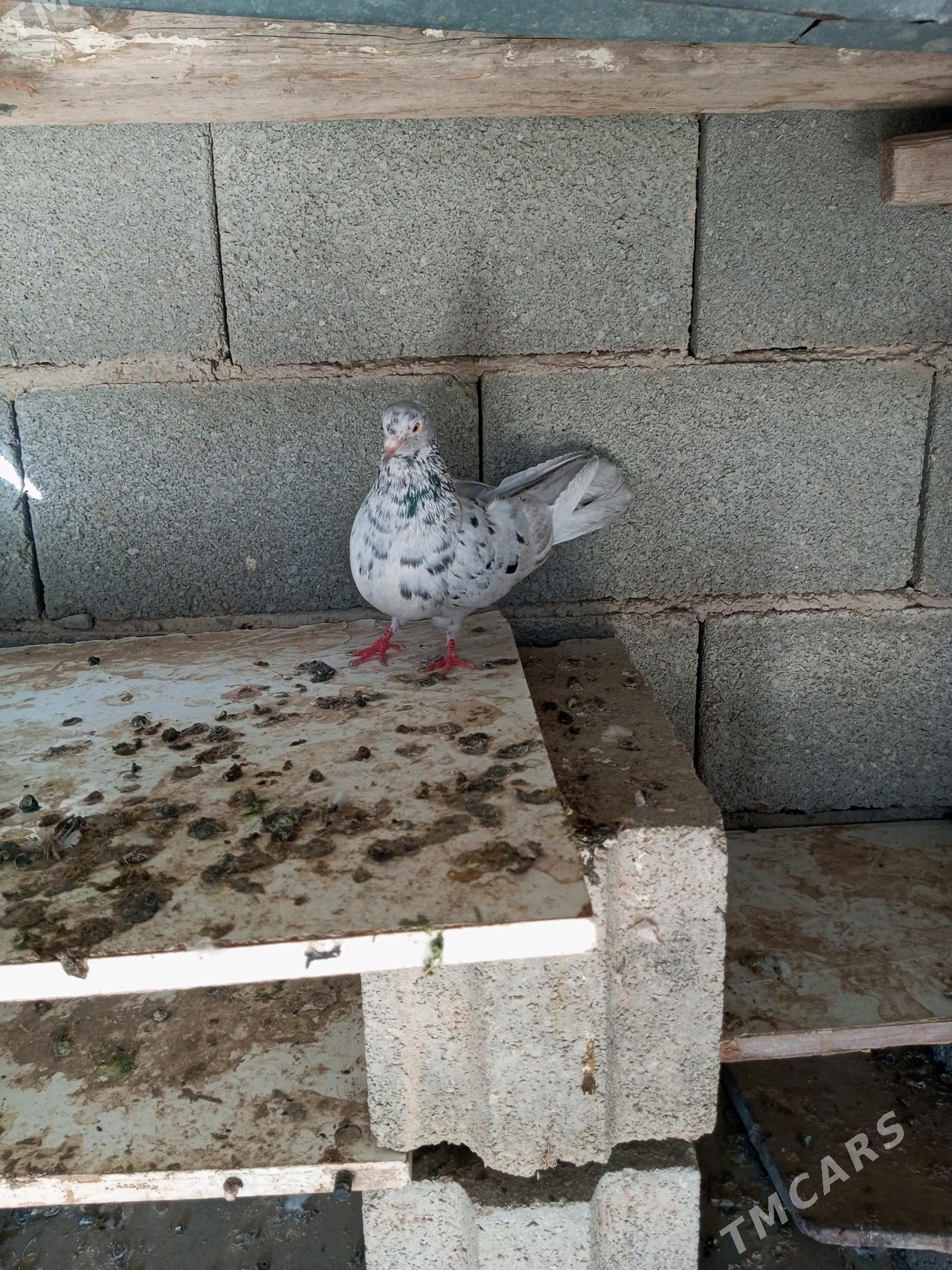 kepderi - Гызыларбат - img 3