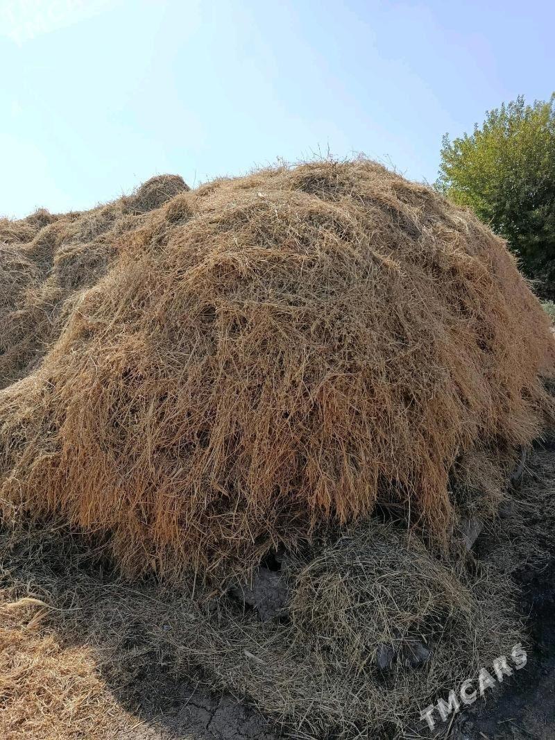 ýorunja - Wekilbazar - img 1