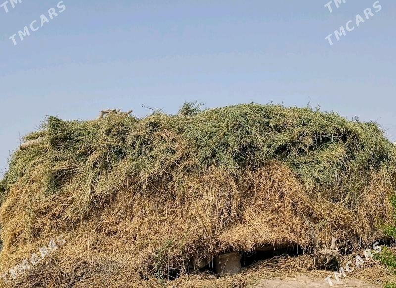 ýorunja - Wekilbazar - img 2