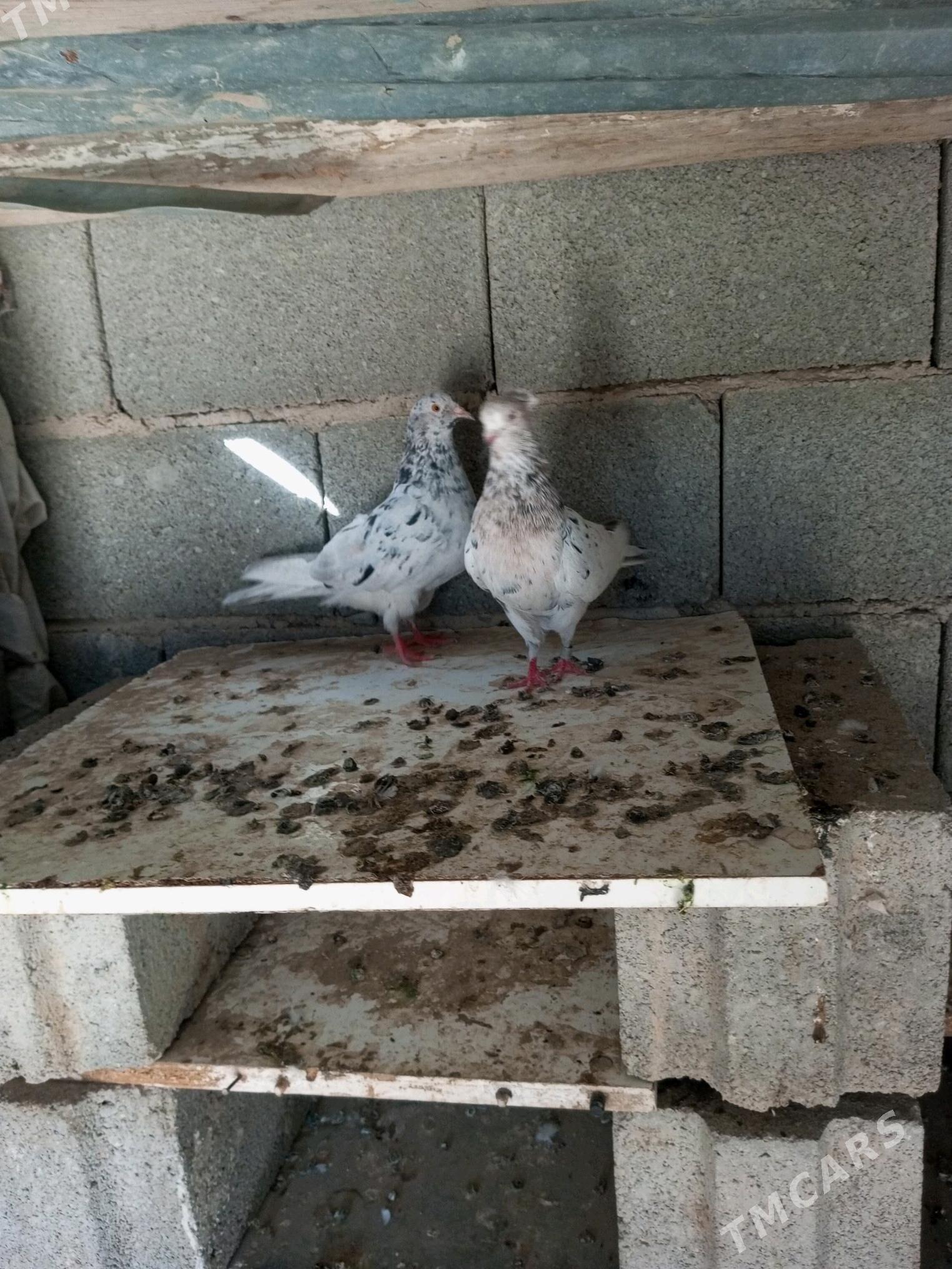 kepderi - Гызыларбат - img 2