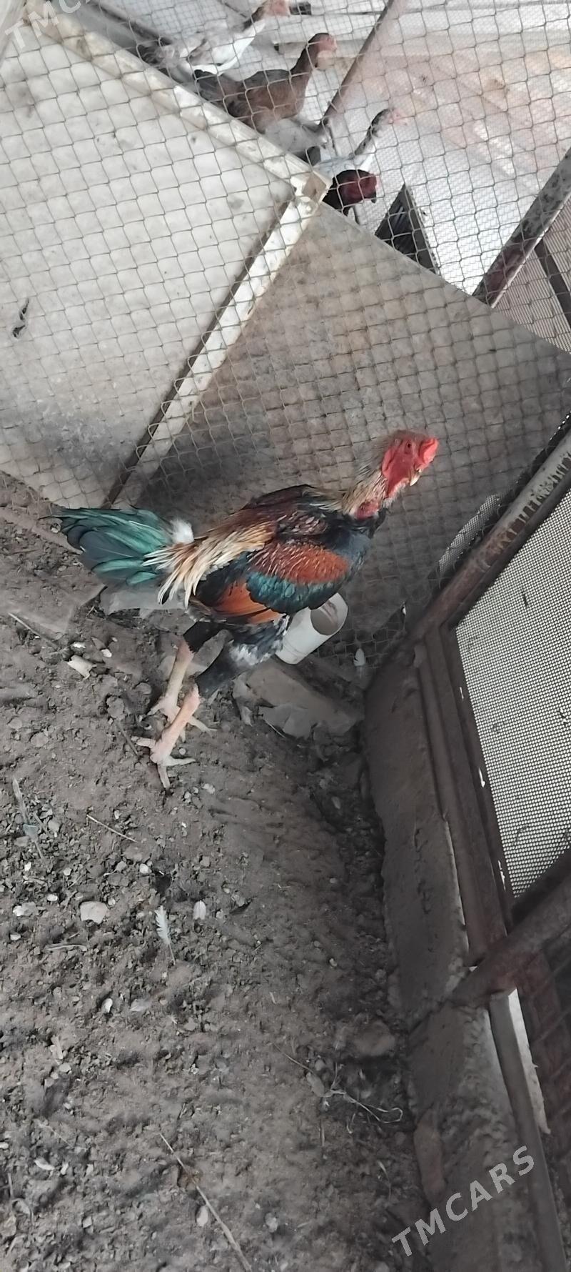 horaz - Çärjew - img 3