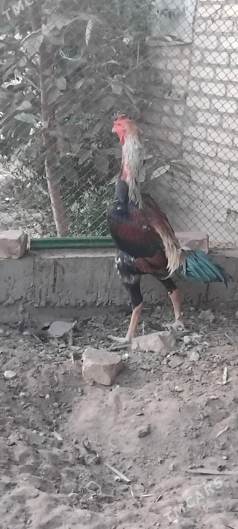 horaz - Çärjew - img 5