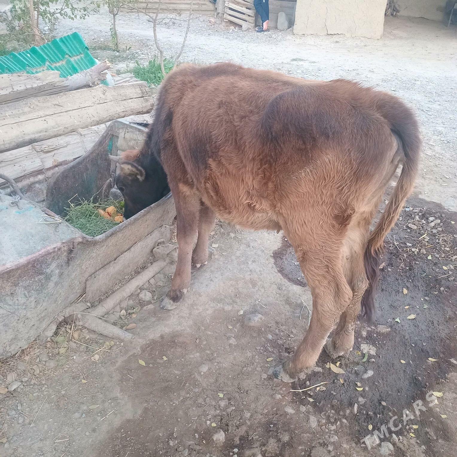 tüwe - Бахарден - img 3