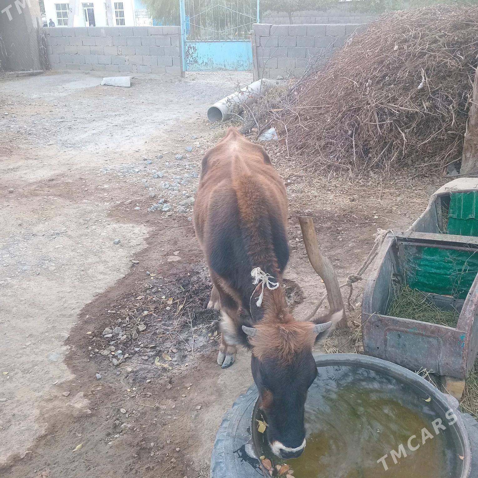 tüwe - Бахарден - img 2