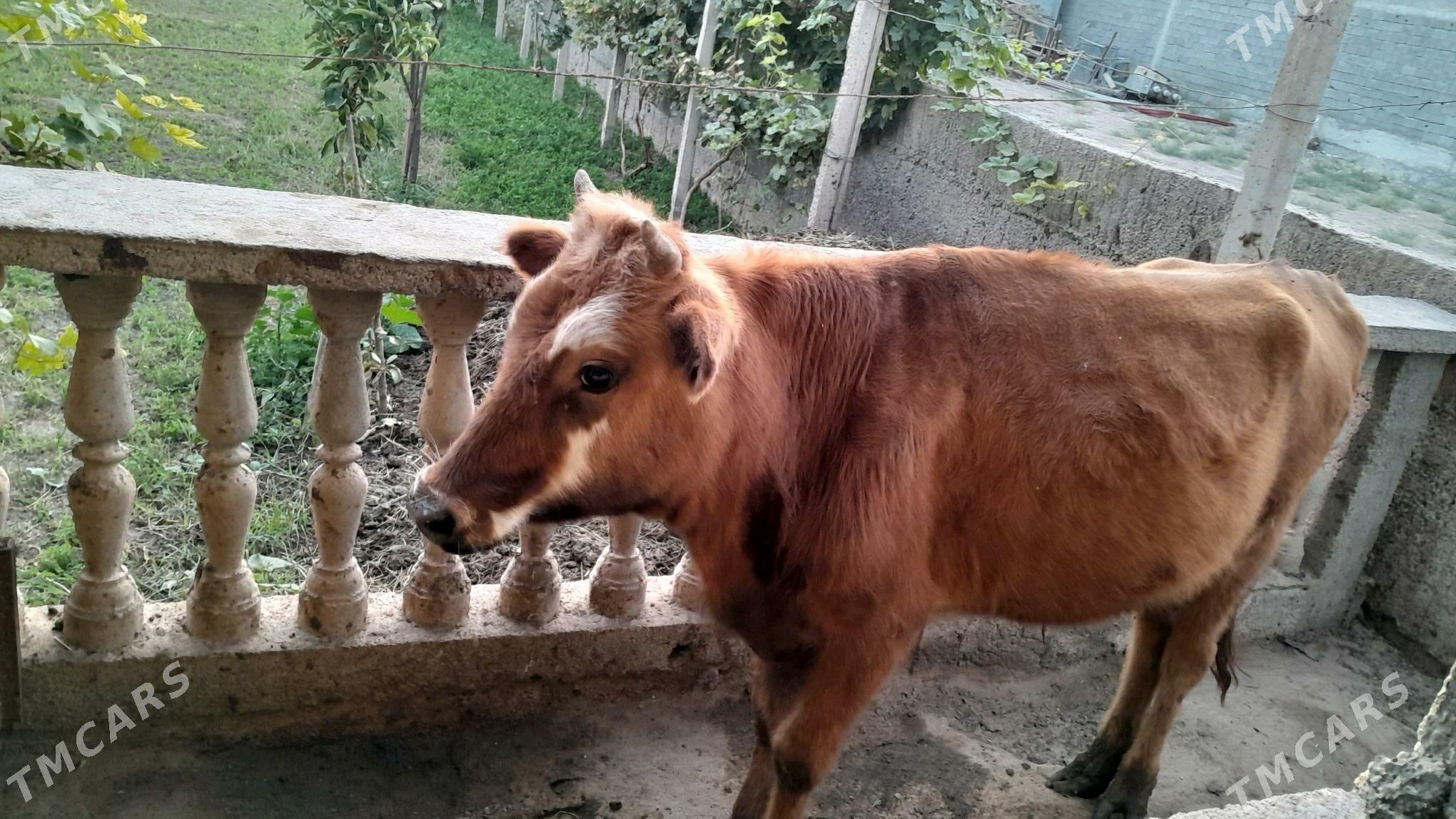 Sary Okuz - Херрикгала - img 2