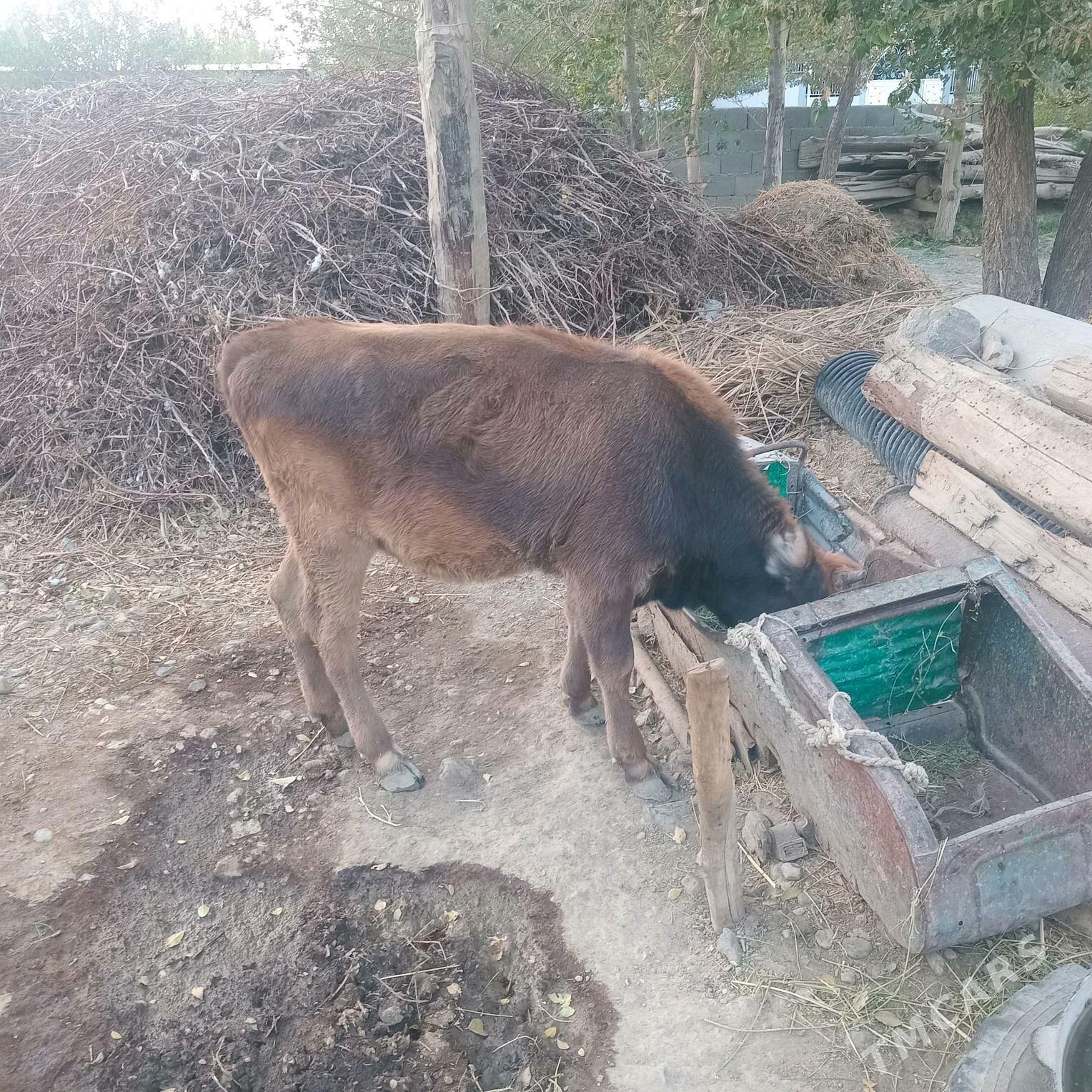 tüwe - Бахарден - img 4