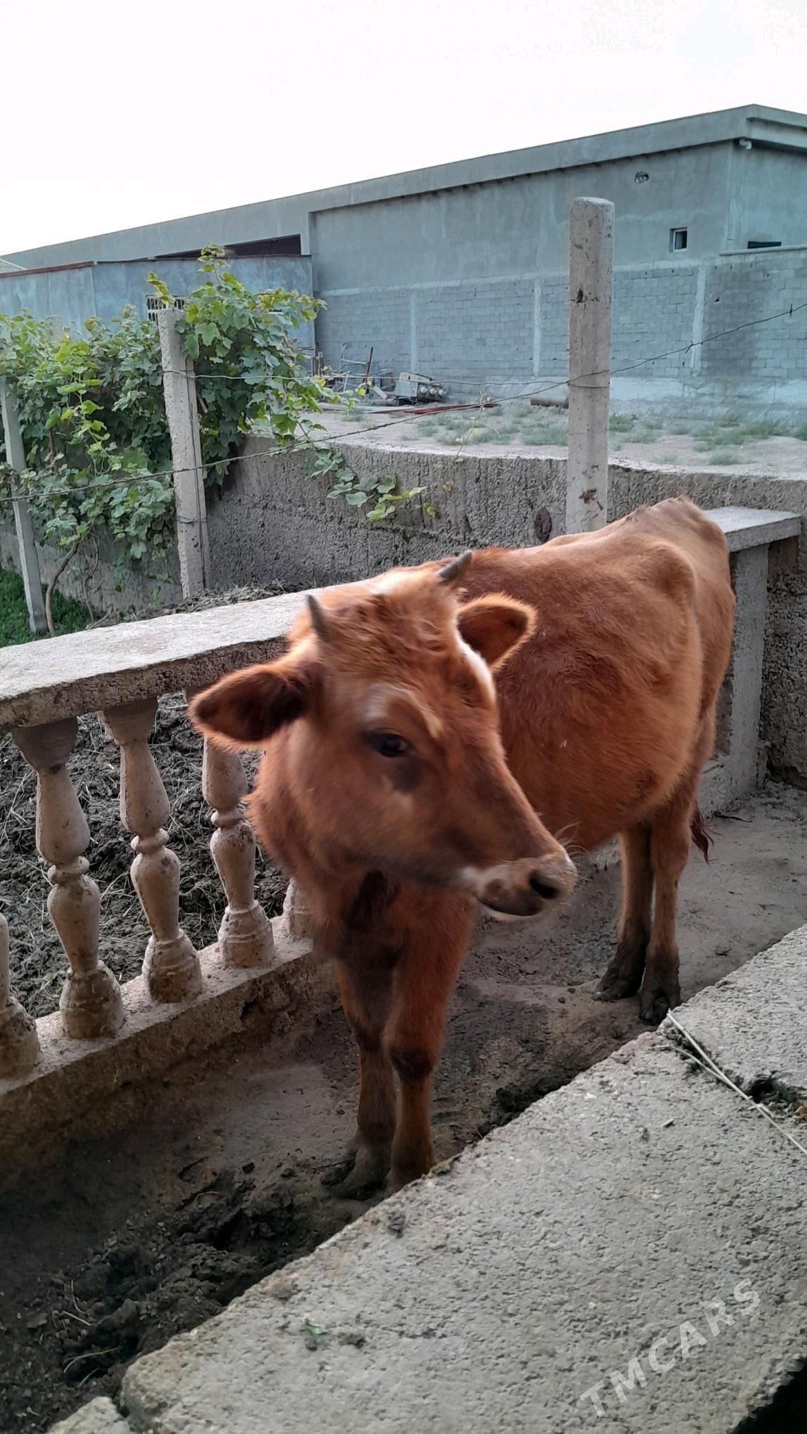 Sary Okuz - Херрикгала - img 3