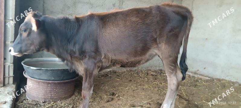 tüwe - Bäherden - img 2