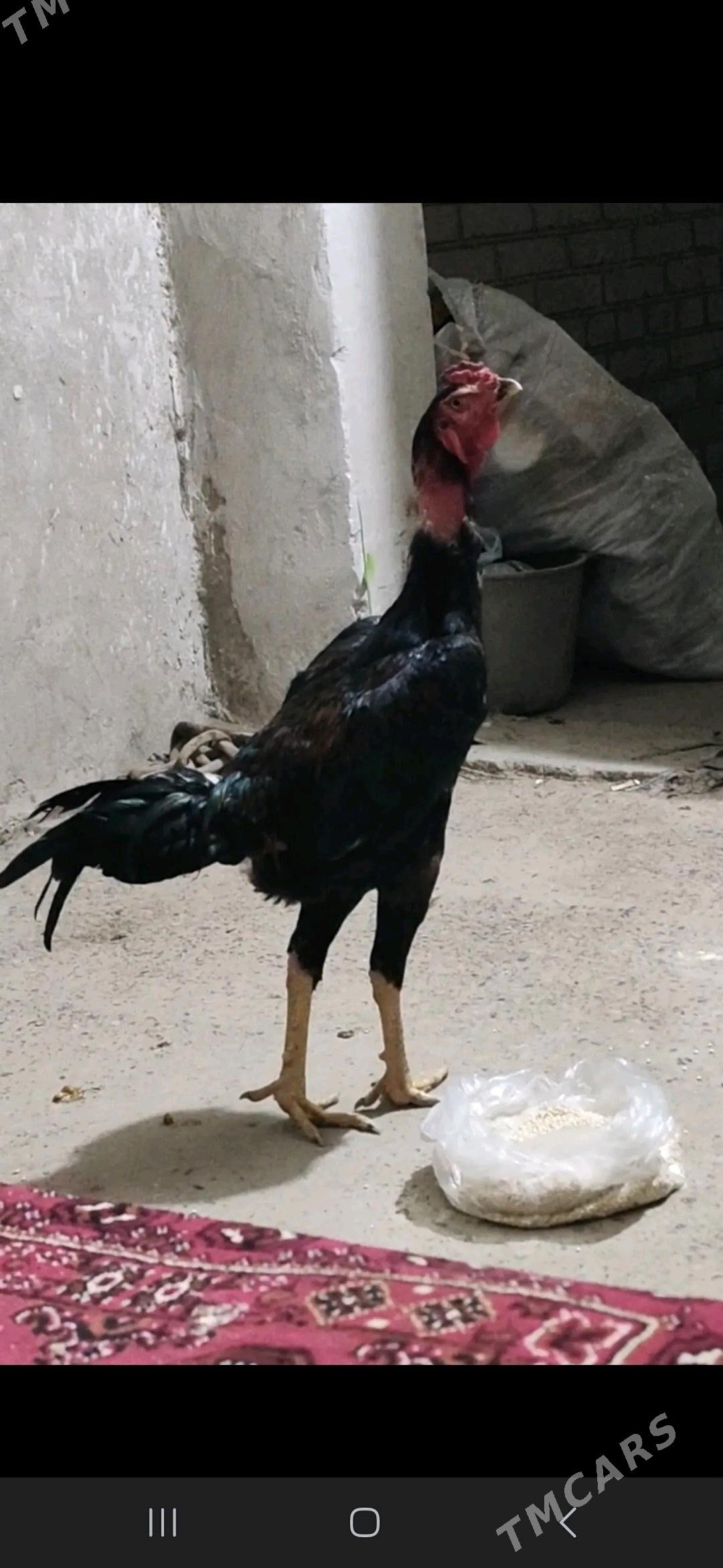 Juje - Dänew - img 1