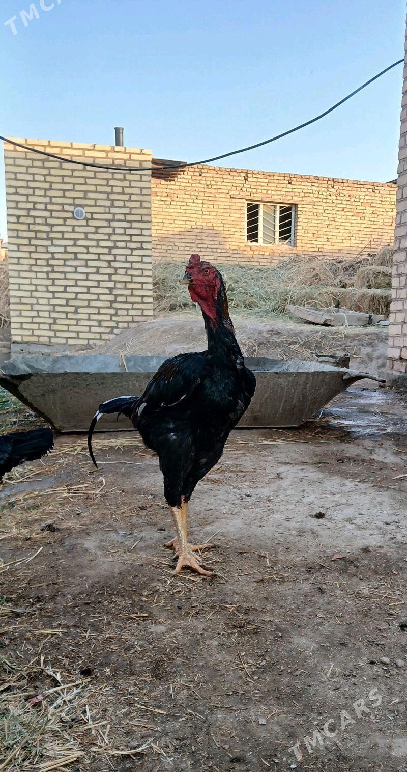 Juje - Дянев - img 2