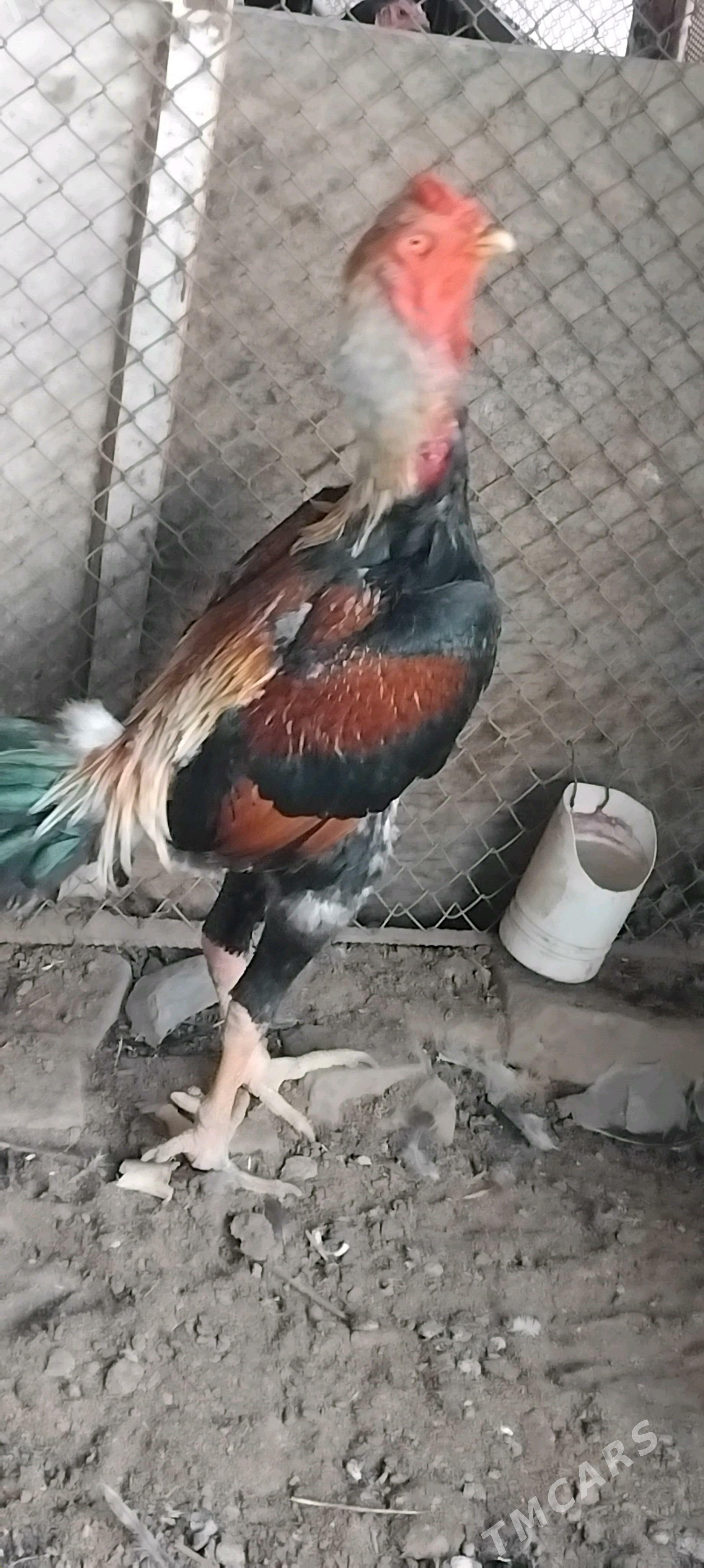 horaz - Çärjew - img 4