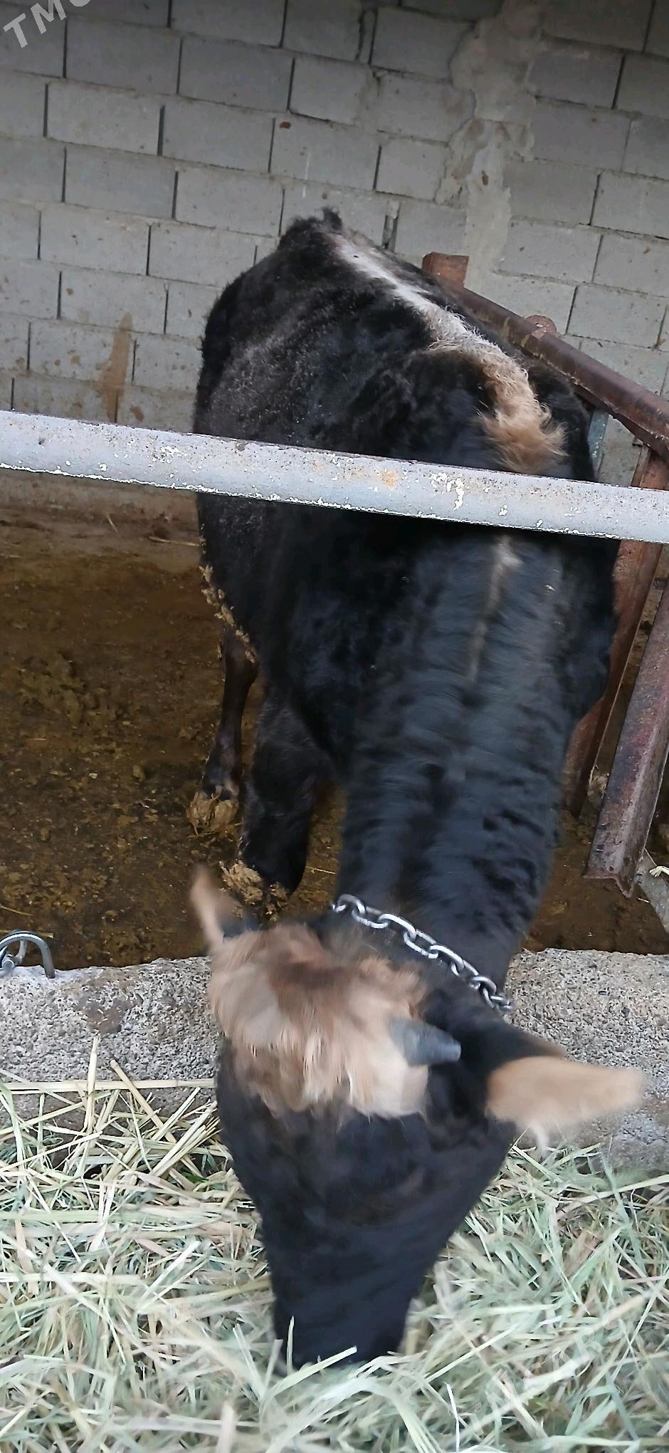 okuz - Aşgabat - img 2