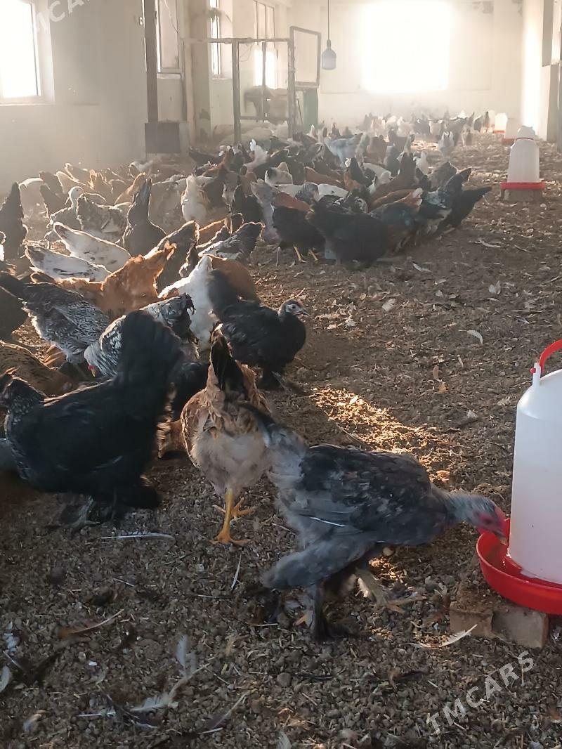 towuk yas - Огуз хан - img 7