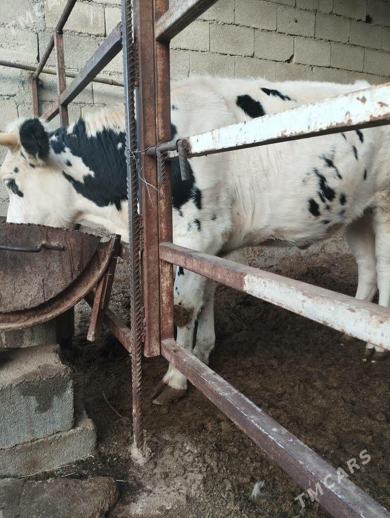 Tüwe - Aşgabat - img 2