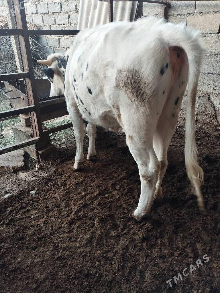 Tüwe - Aşgabat - img 3