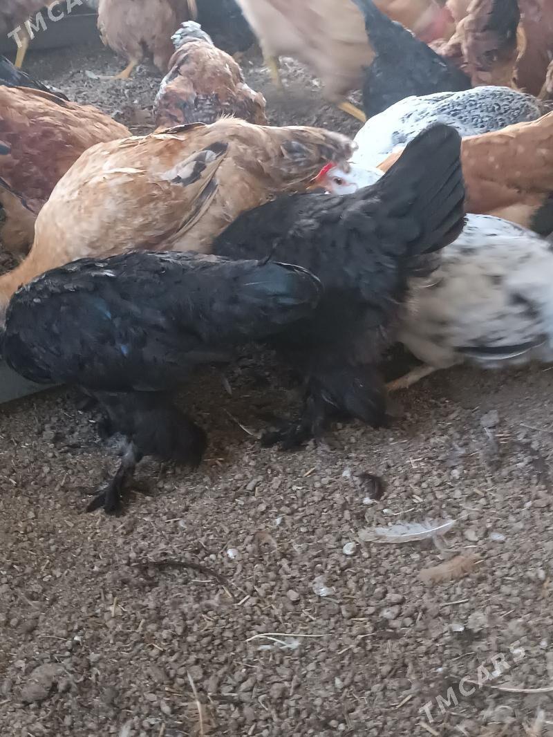 towuk yas - Огуз хан - img 3