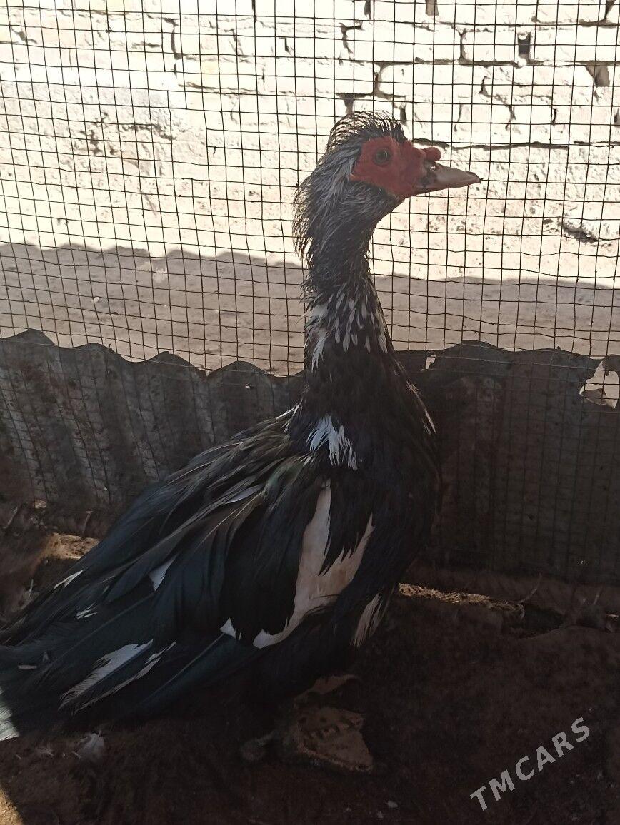 Ördek - Чарджоу - img 1