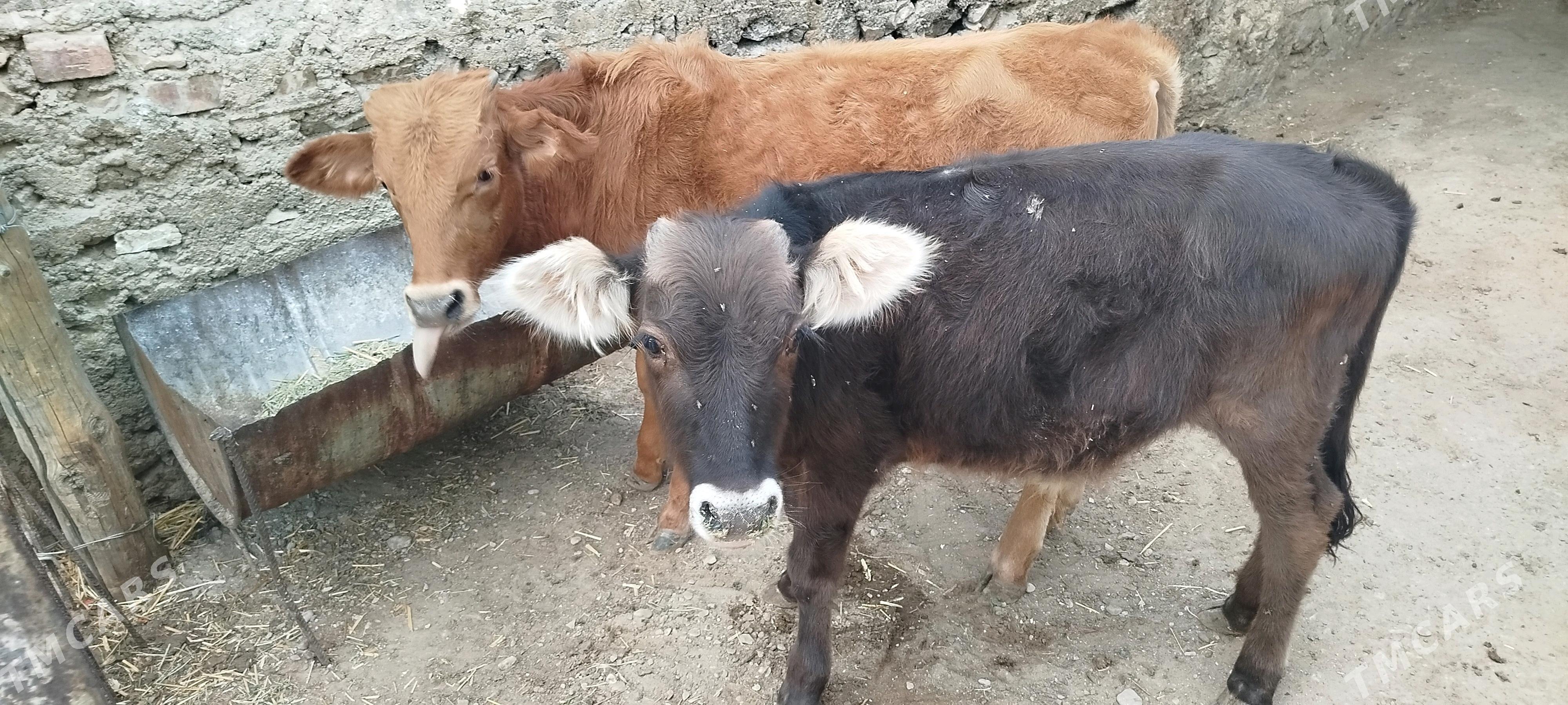 okuz - Балканабат - img 1