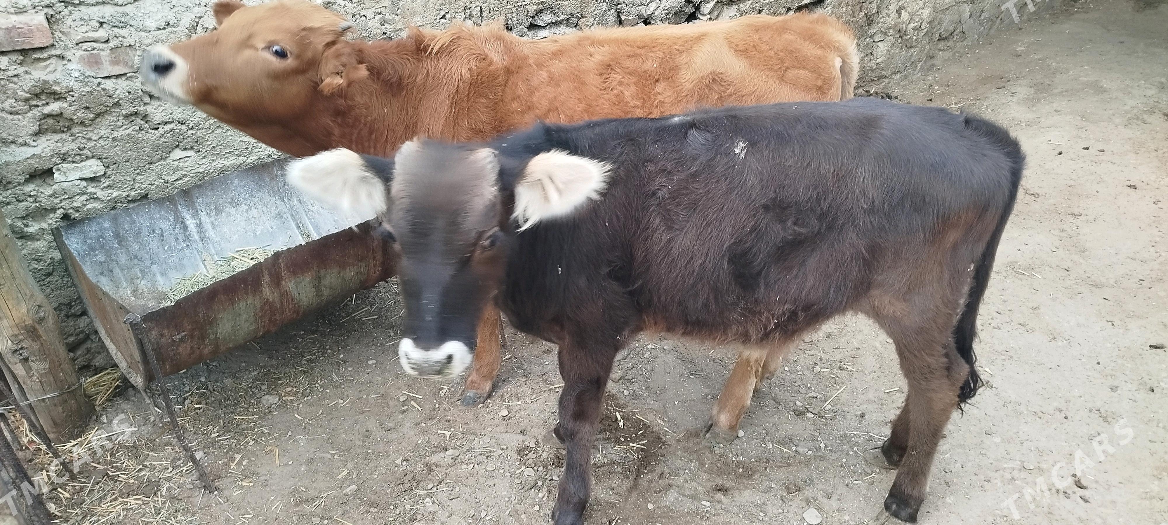 okuz - Балканабат - img 2