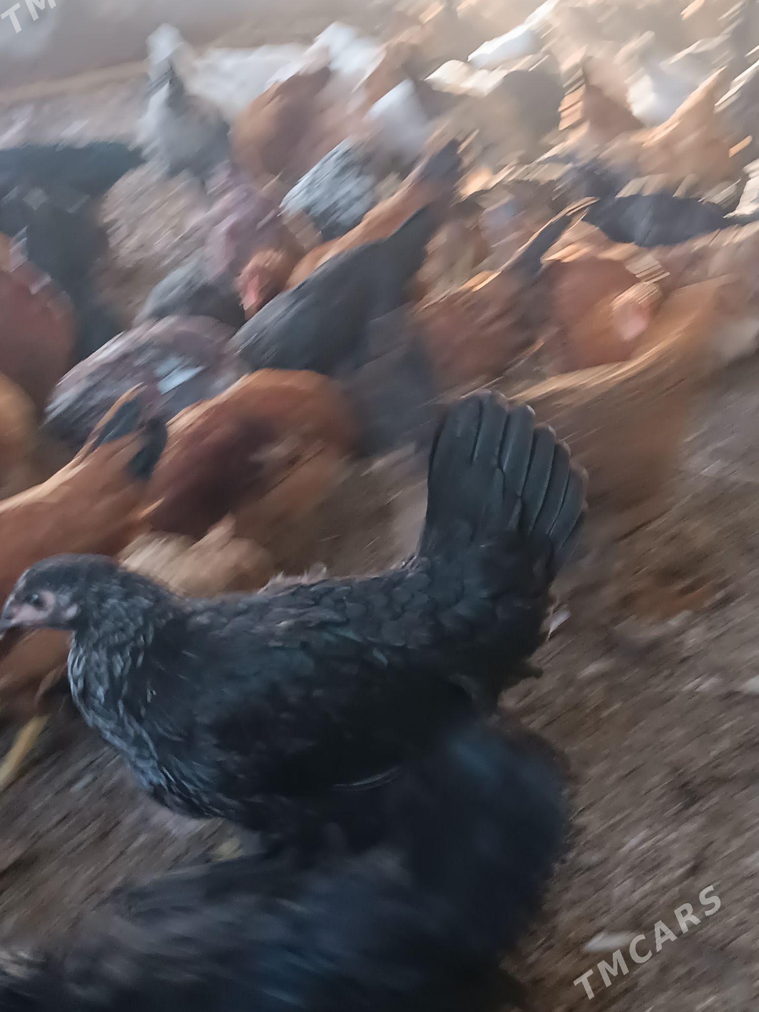 towuk yas - Огуз хан - img 1