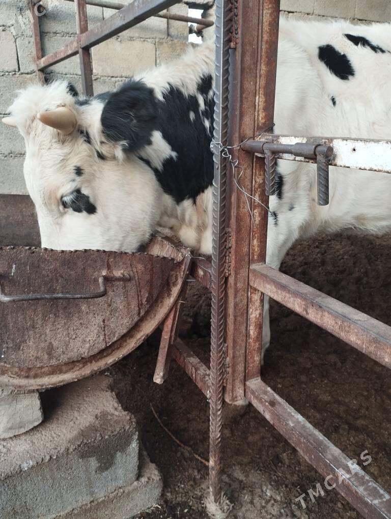 Tüwe - Aşgabat - img 1