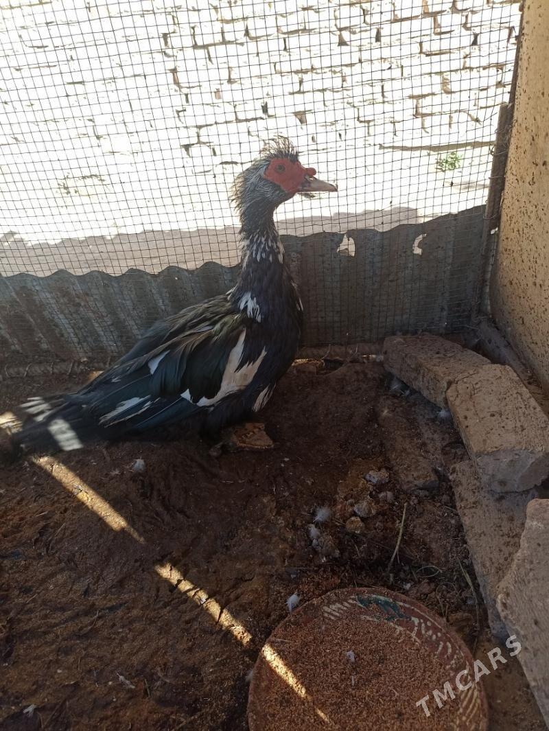 Ördek - Чарджоу - img 2