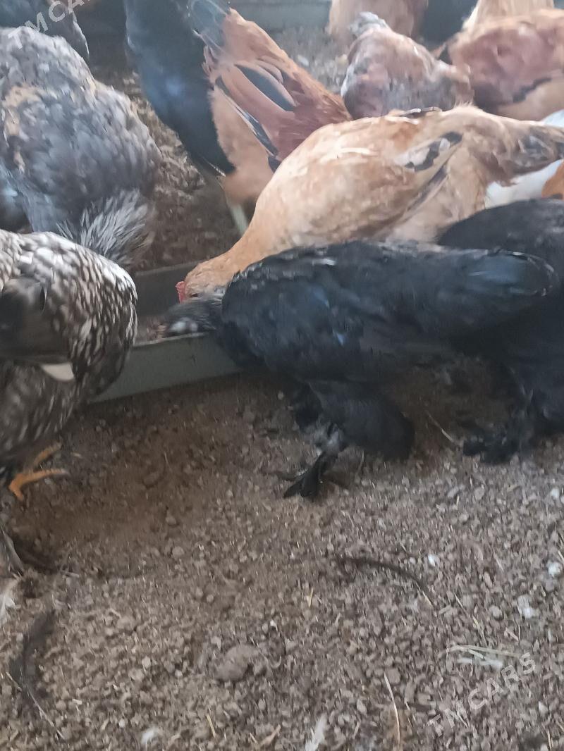 towuk yas - Огуз хан - img 2