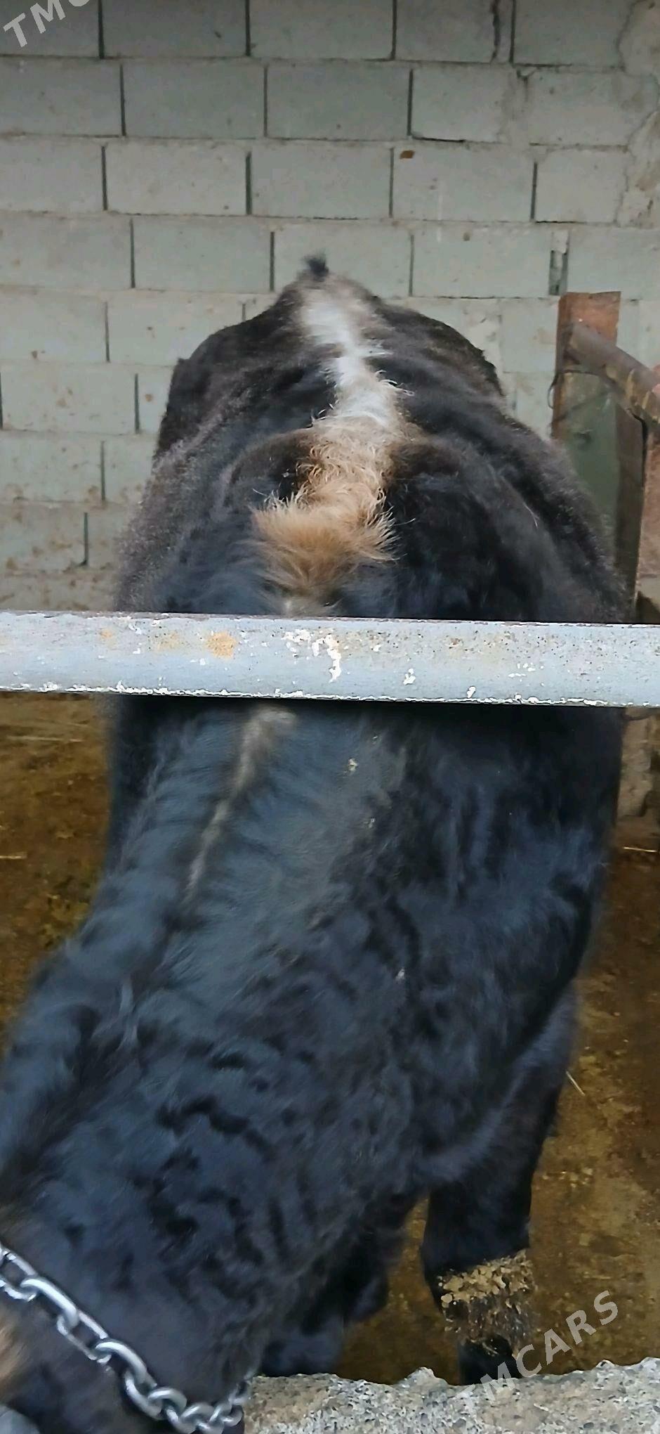 okuz - Aşgabat - img 3