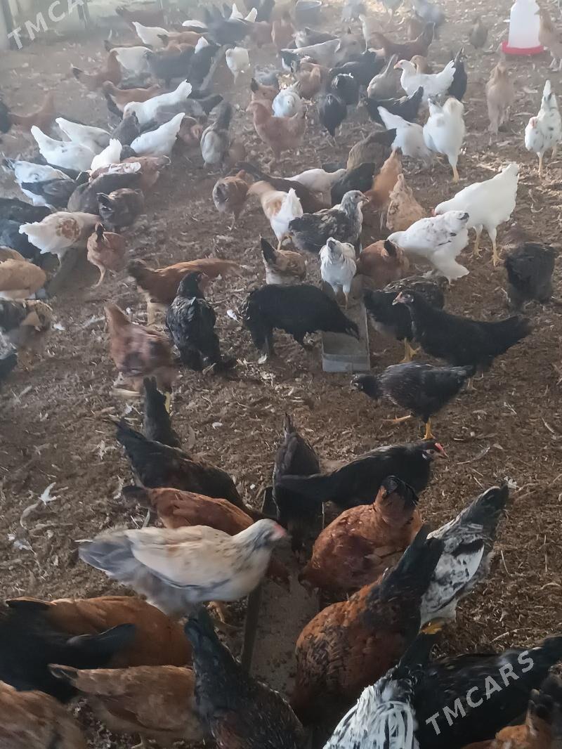 towuk yas - Огуз хан - img 5