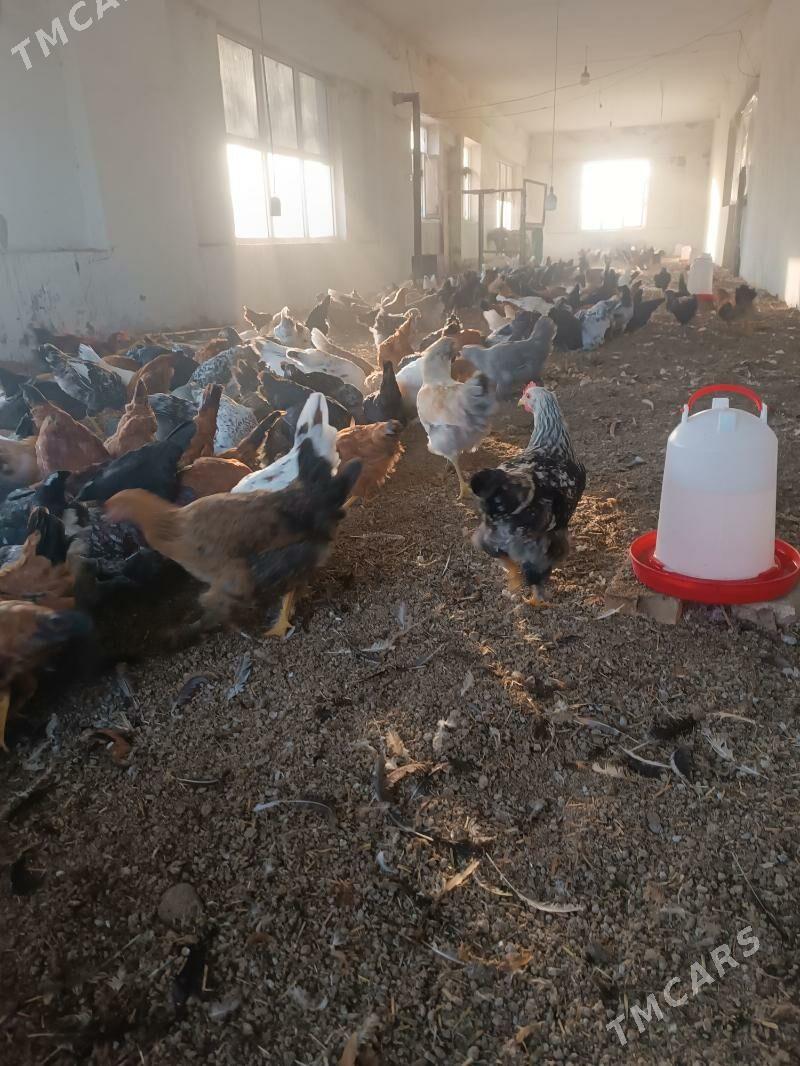 towuk yas - Огуз хан - img 8