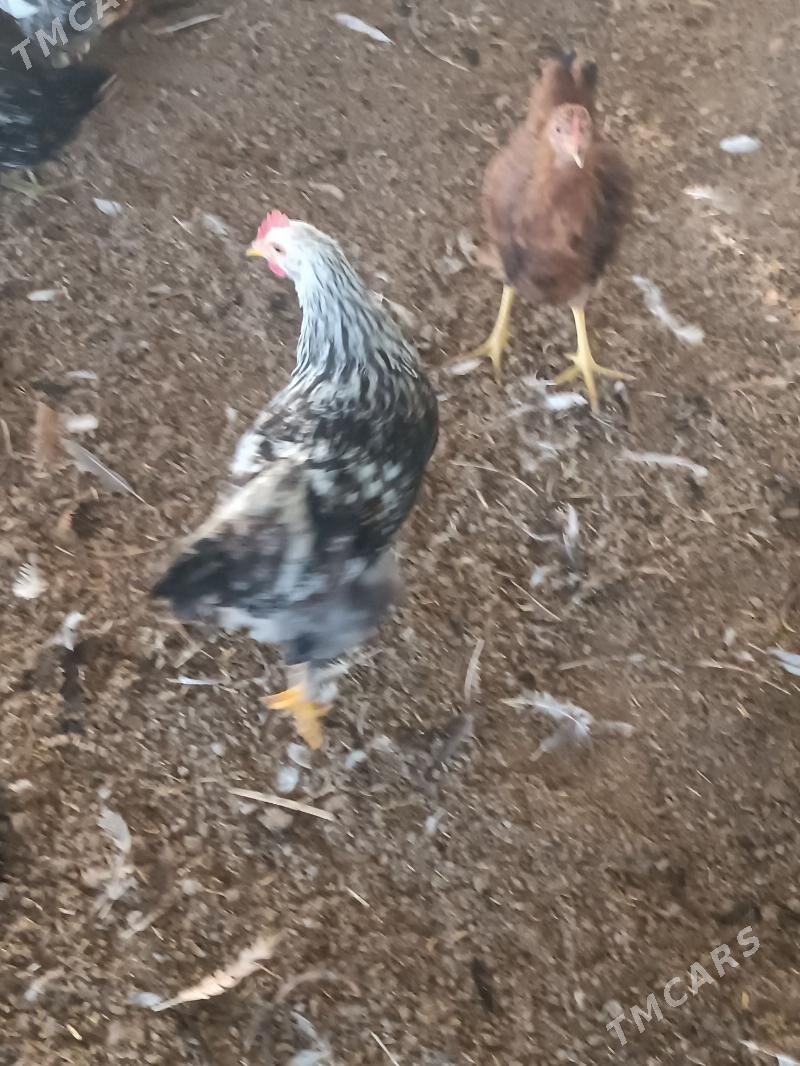 towuk yas - Огуз хан - img 4