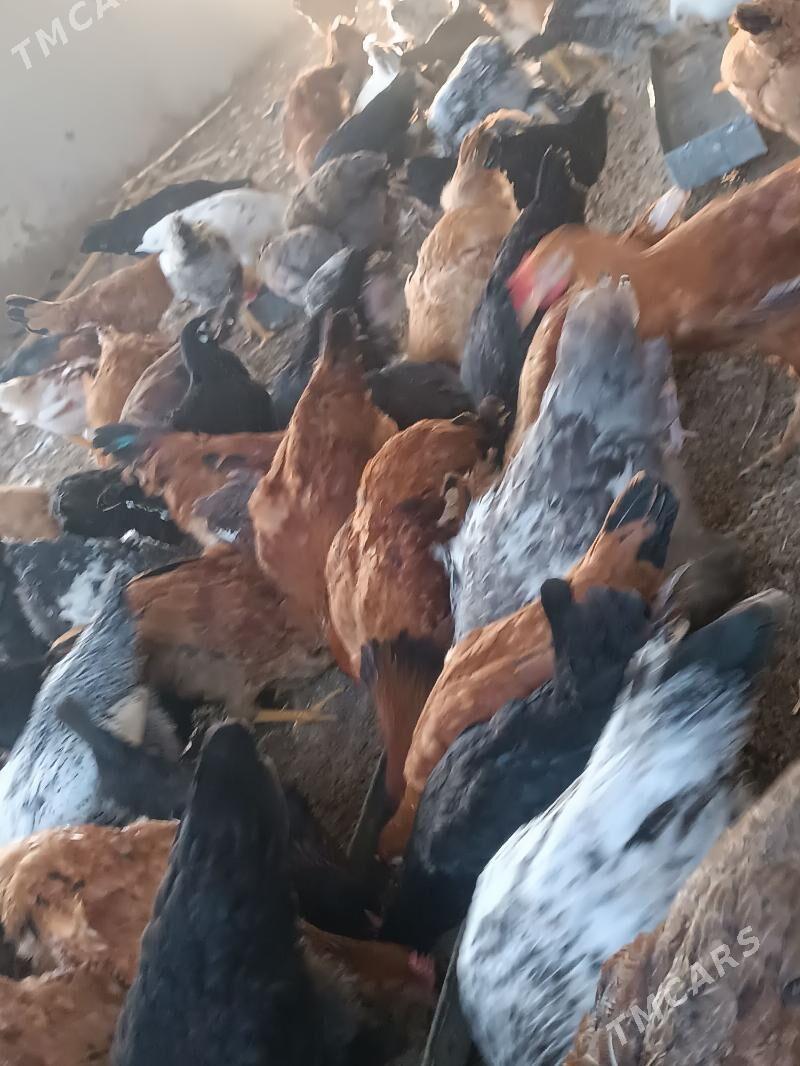 towuk yas - Огуз хан - img 6