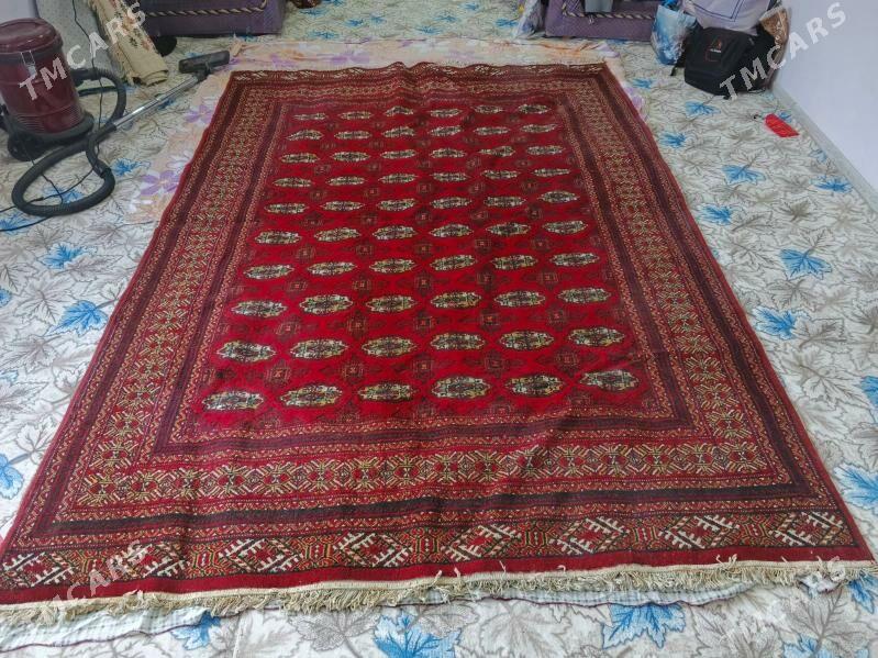 Haly - Gyzylarbat - img 3