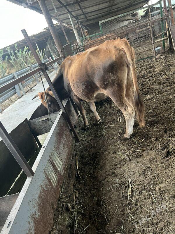 2 sany bakylan sygyr - Ашхабад - img 1