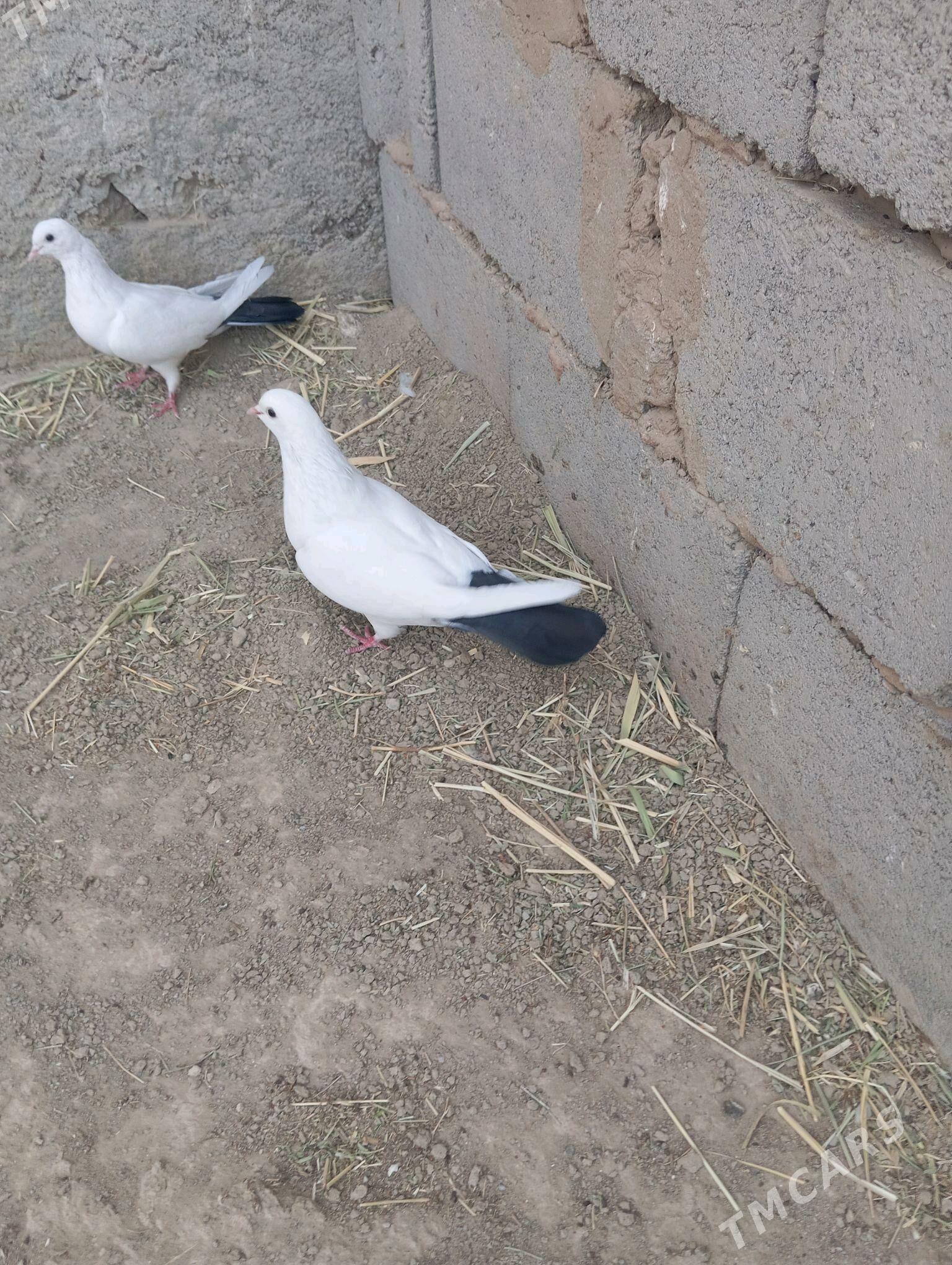 kepderi - Gyzylarbat - img 2